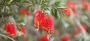 Funerals services Sydney North Shore